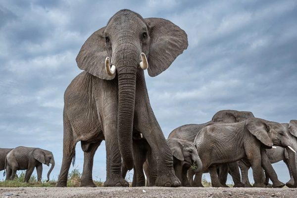 Elephants in a Park