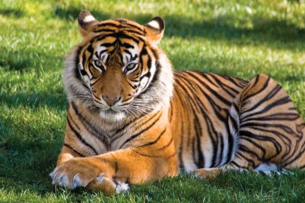 A tiger. Image used for illustration purposes