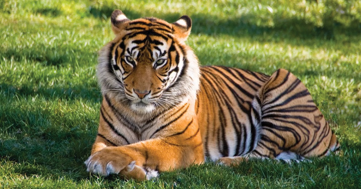 A tiger. Image used for illustration purposes