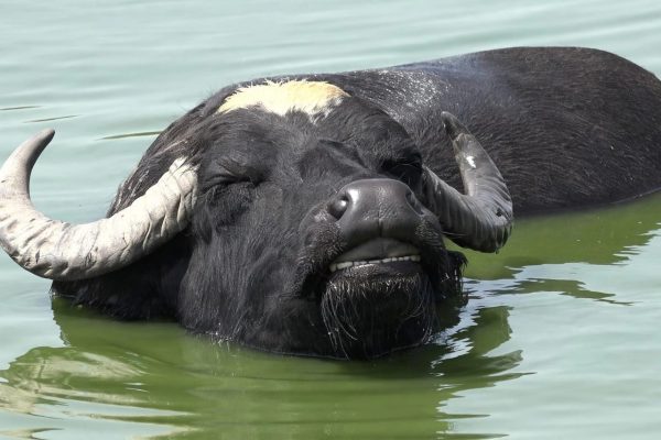 A Buffalo